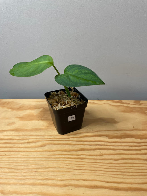 198. Monstera Esqueleto Juvenile