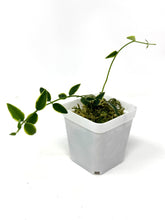 Load image into Gallery viewer, Hoya Bella Albo Variegated