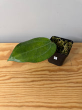 Load image into Gallery viewer, 9. Hoya Clandestina