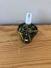 Load image into Gallery viewer, 343. Hoya Linearis
