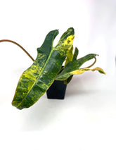 Load image into Gallery viewer, Philodendron Billietiae Variegated A