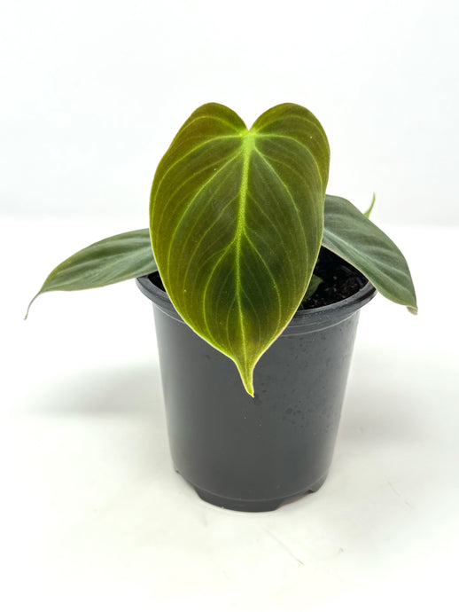 Philodendron El Choco Red 4”