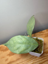 Load image into Gallery viewer, 179. Hoya Coriacea Silver
