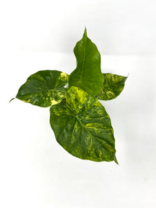 Alocasia Odora Aurea Variegated