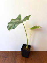 Load image into Gallery viewer, Alocasia Maccrorhiza Variegated B