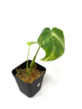Load image into Gallery viewer, Monstera Deliciosa Aurea Variegated E