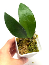 Load image into Gallery viewer, Hoya Kloppenburgii