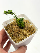 Load image into Gallery viewer, Dischidia Dragon Jade