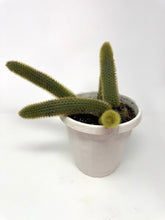 Load image into Gallery viewer, Cleistocactus Winteri “Golden Rat Tail” 6” Hanging Basket - Ships within Canada only