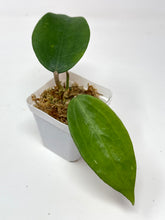 Load image into Gallery viewer, Hoya Clandestina