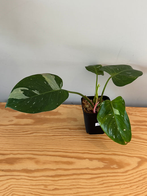 267. Philodendron White Princess