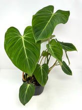 Load image into Gallery viewer, Philodendron Gloriosum (Large)