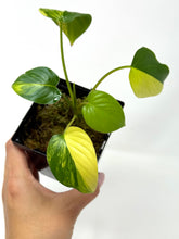 Load image into Gallery viewer, Homalomena Rubescens Variegated C