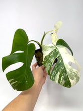 Load image into Gallery viewer, Monstera Deliciosa Albo Variegated F