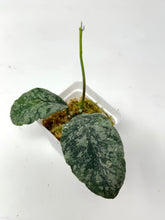 Load image into Gallery viewer, Hoya Waymaniae ‘Cloudy Sky’