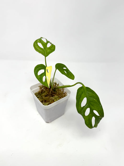 Monstera Adansonii Variegated D