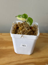 Load image into Gallery viewer, 161. Monstera Adansonii Albo Variegated