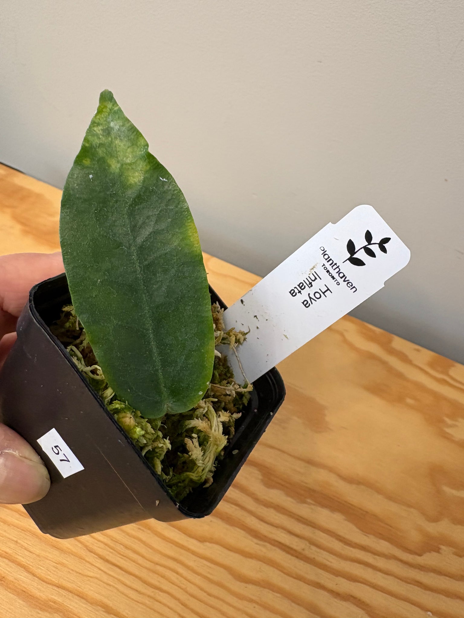 ananさん専用 ＊ Hoya ＊ ホヤ ＊ inflata 57. Hoya Inflata – Planthaven Toronto