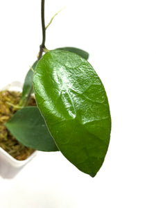 Hoya Benchaii