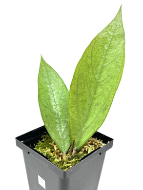 Hoya Germany Silver C