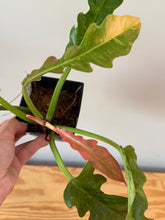 Load image into Gallery viewer, 280. Philodendron Ring of Fire