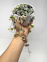 Load image into Gallery viewer, Ceropegia Woodii Variegated ‘String of Hearts’