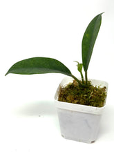 Load image into Gallery viewer, Hoya Albiflora
