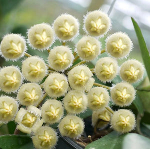 Hoya Mirabilis