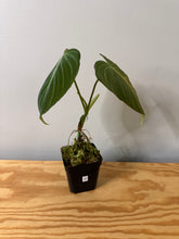 Load image into Gallery viewer, 91. Philodendron Glorious