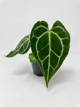 Load image into Gallery viewer, Anthurium Crystallinum 4”