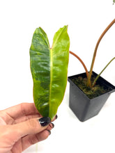 Load image into Gallery viewer, Philodendron Billietiae Variegated B