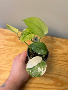 184. Scindapsus Jade Satin Variegated