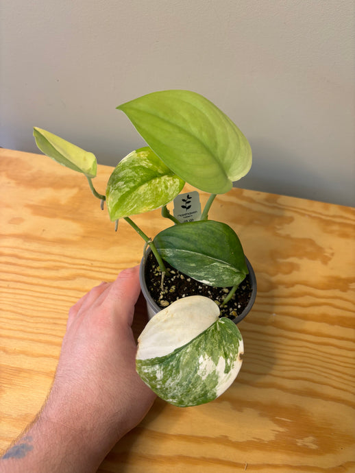 184. Scindapsus Jade Satin Variegated