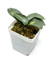 Load image into Gallery viewer, Hoya Carnosa ‘Argentea Princess’ A