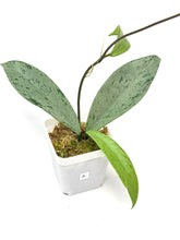 Load image into Gallery viewer, Hoya Pubicalyx Pink Silver Ghost A