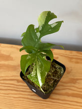 Load image into Gallery viewer, 23. Rhaphidophora Tetrasperma Variegated