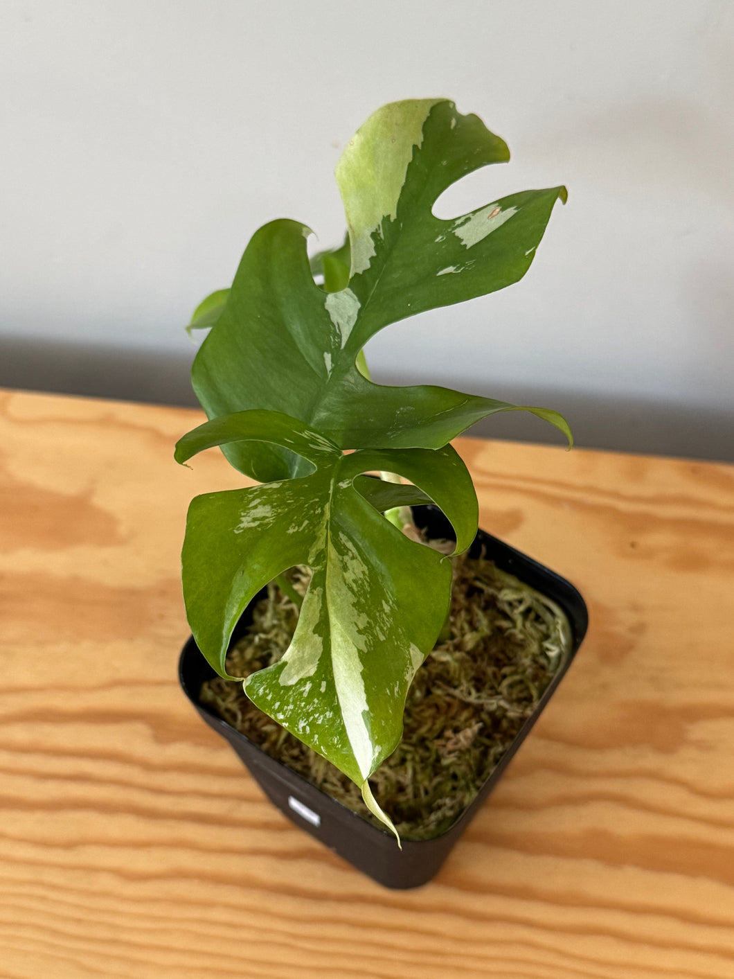 23. Rhaphidophora Tetrasperma Variegated
