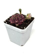 Load image into Gallery viewer, Gymnocalycium Mihanovichii ‘Day Dream’ (Ships within Canada only)