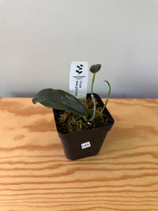 148. Hoya Macgillivrayi