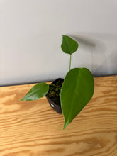 Load image into Gallery viewer, 77. Monstera Deliciosa Aurea Variegated