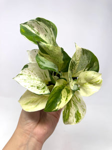 Epipremnum Aureum 'Manjula'