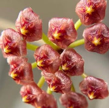 Load image into Gallery viewer, Hoya Bakoensis