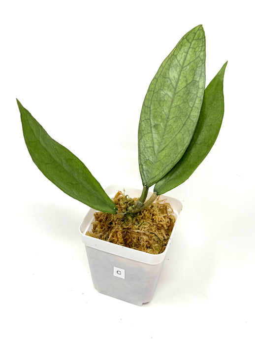 Hoya Germany Silver C