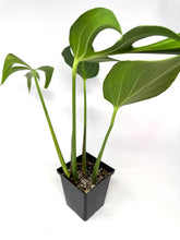 Load image into Gallery viewer, Monstera Burle Marx Flame (large)