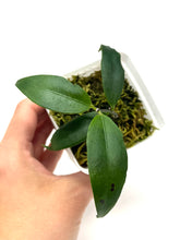 Load image into Gallery viewer, Hoya Liwa