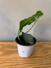 Load image into Gallery viewer, 308. Epiphyllum Oxypetalum ‘Queen of the Night Cactus’ (Ships within Canada only)