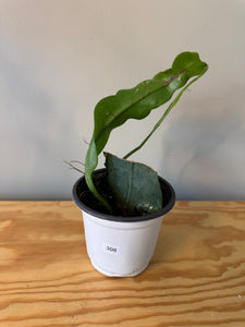 308. Epiphyllum Oxypetalum ‘Queen of the Night Cactus’ (Ships within Canada only)