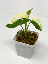 Load image into Gallery viewer, Monstera Adansonii Variegated B