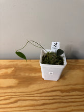 Load image into Gallery viewer, 60. Hoya Exilis