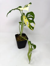 Load image into Gallery viewer, Monstera Adansonii Variegated A
